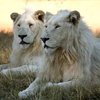 weiße Löwen