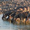 Zebras in der Etoscha Pfanne